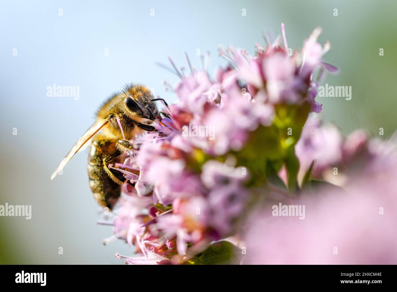 APIS mellifera, abeille occidentale, Thymus serpyllum, thym de sable Banque D'Images