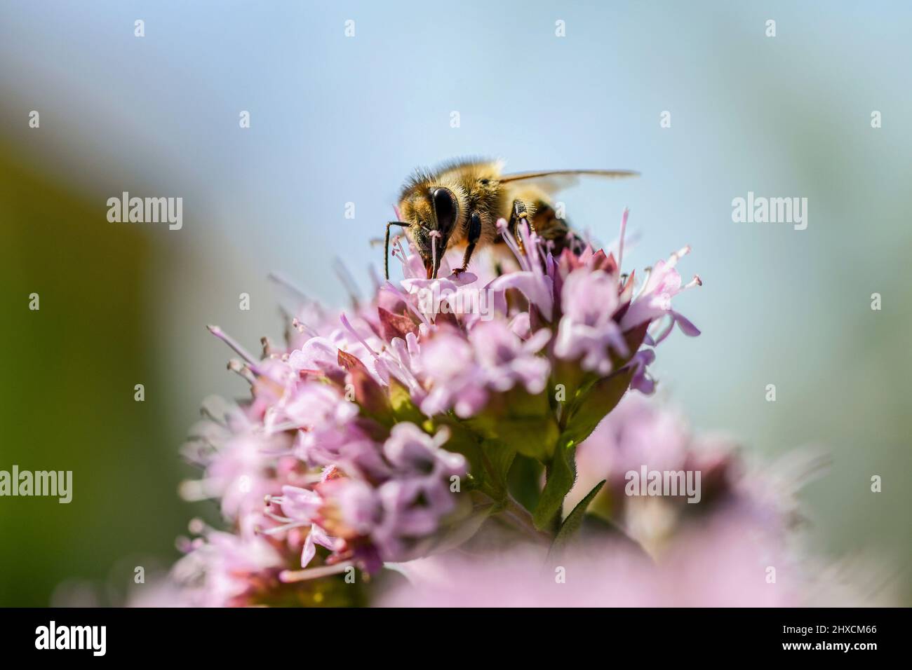 APIS mellifera, abeille occidentale, Thymus serpyllum, thym de sable Banque D'Images