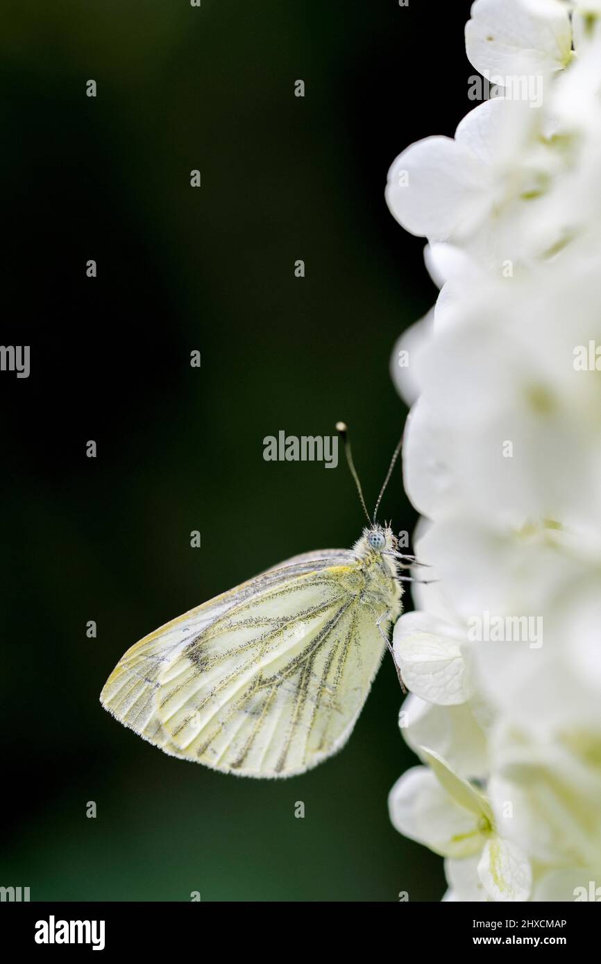 Pieris rapae, petit papillon blanc de chou, hortensia arborescens Banque D'Images