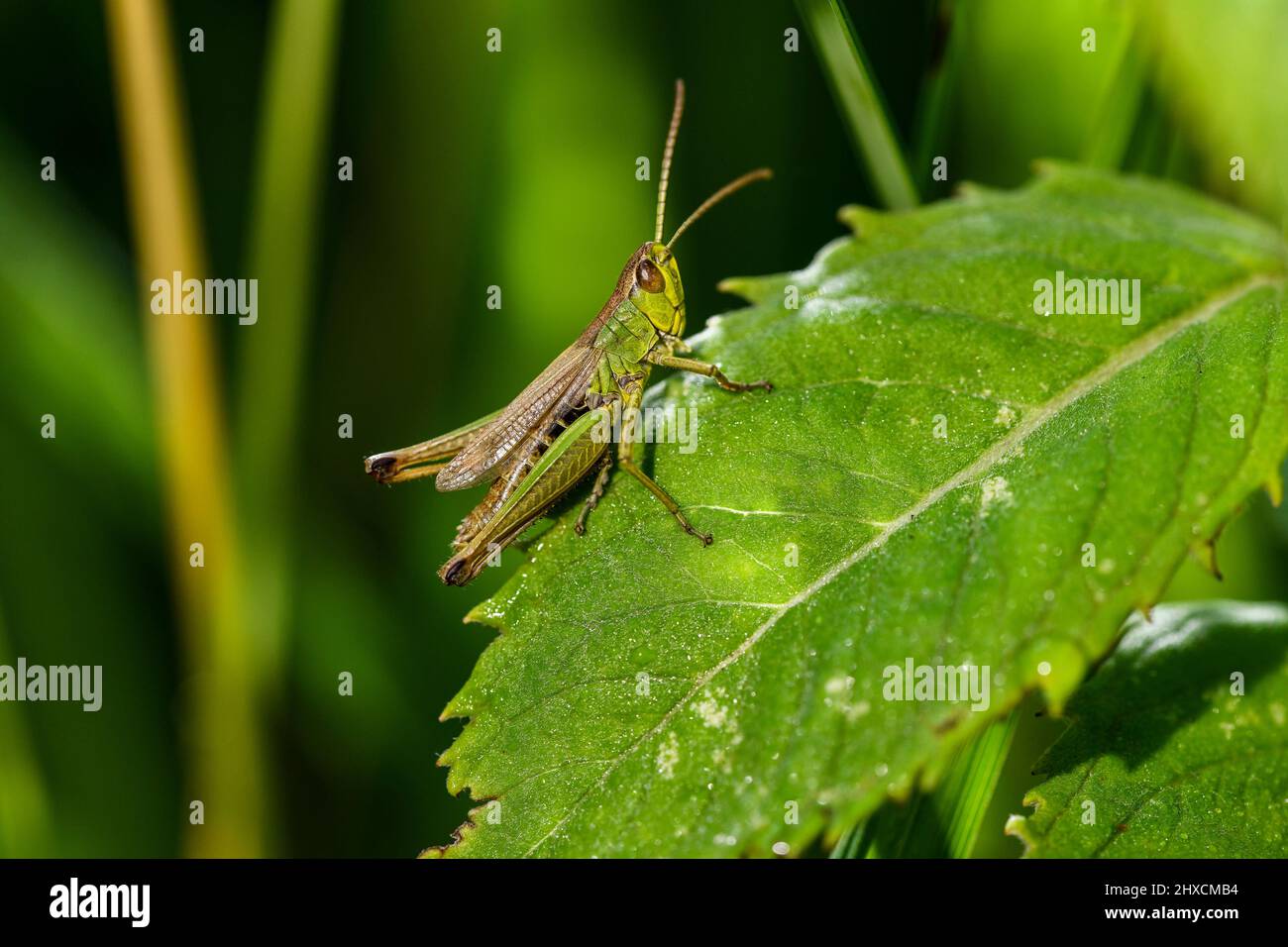 Locusta migratoria, acridienne migratrice européenne, Orthoptera, sauterelle Banque D'Images