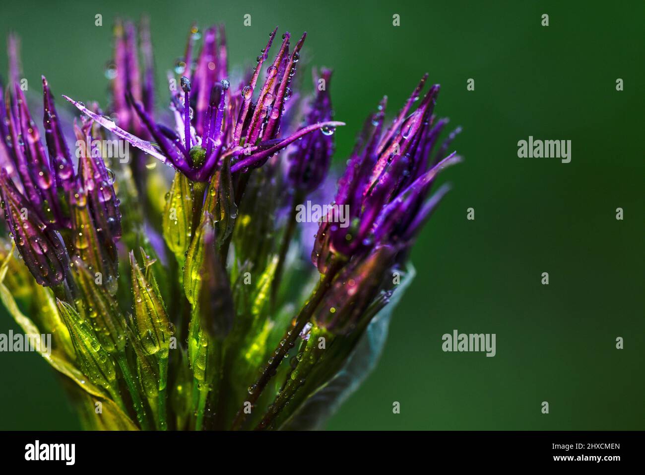 Allium, Allium giganteum, Amaryllidaceae, famille Amaryllis Banque D'Images