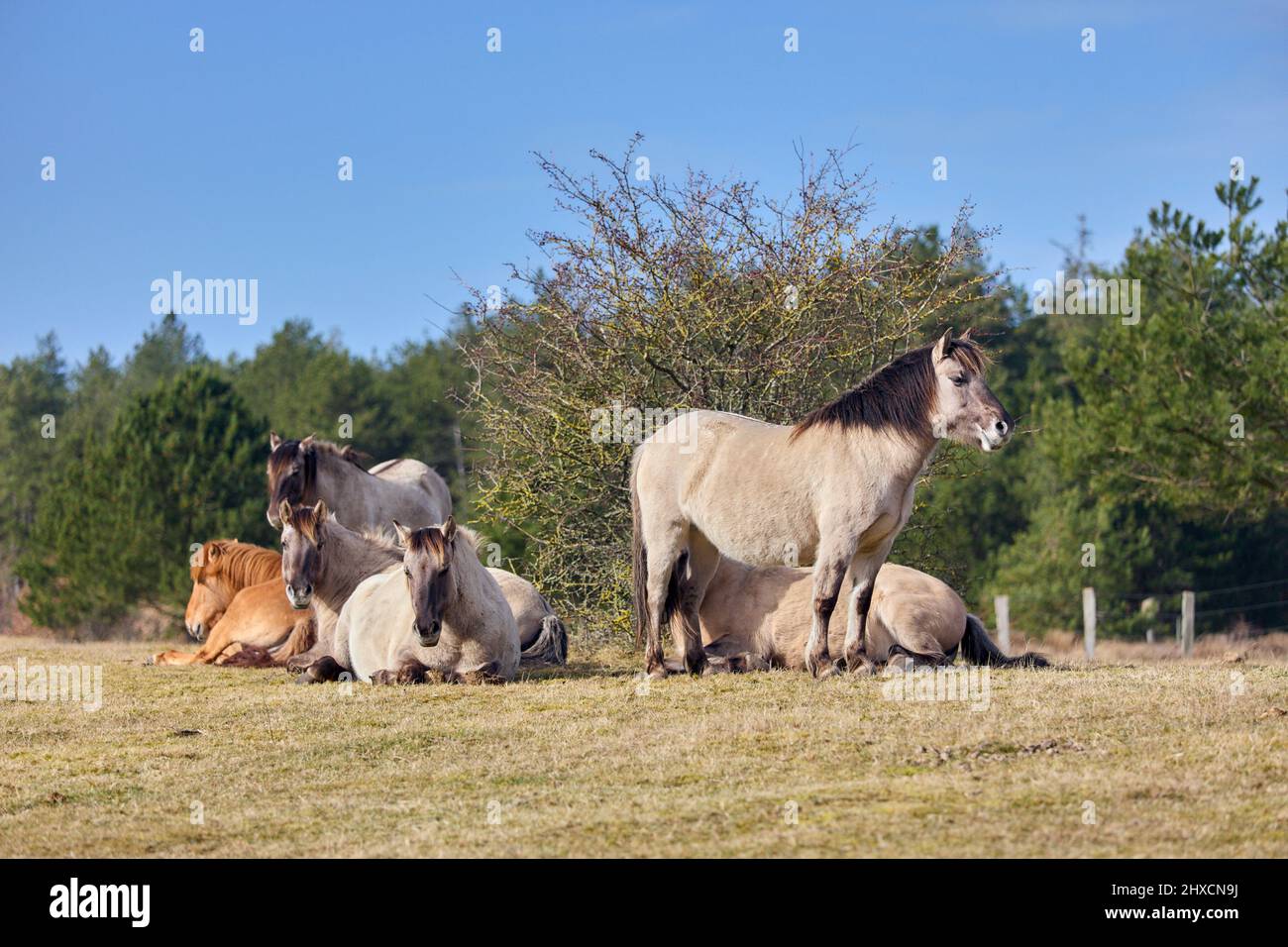 Europe, Allemagne, Basse-Saxe, Cuxhaven. Un petit groupe de chevaux Konik semi-sauvages (Equus cabalus) dans la lande côtière. Banque D'Images