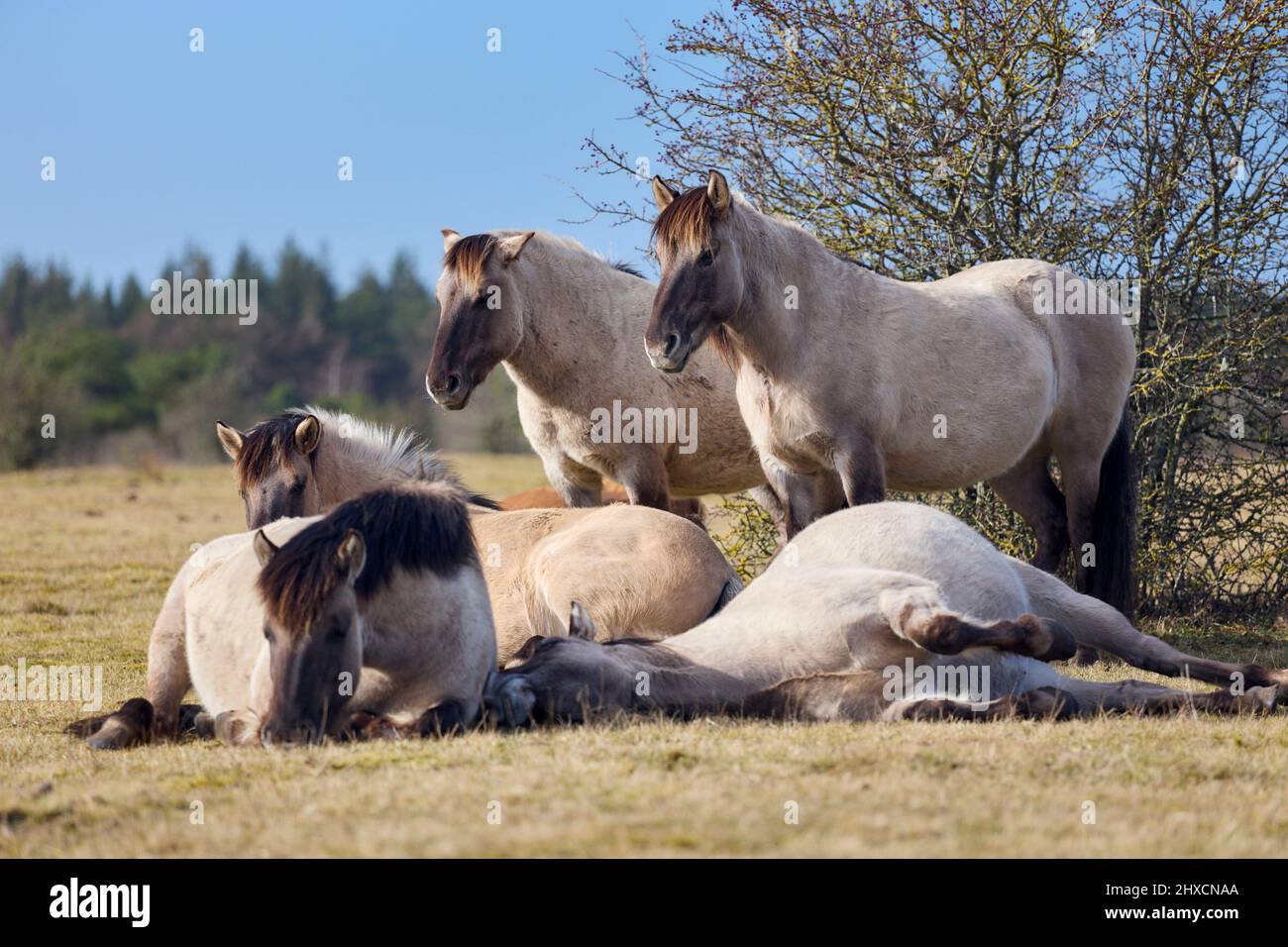 Europe, Allemagne, Basse-Saxe, Cuxhaven. Un petit groupe de chevaux Konik semi-sauvages (Equus cabalus) dans la lande côtière. Banque D'Images