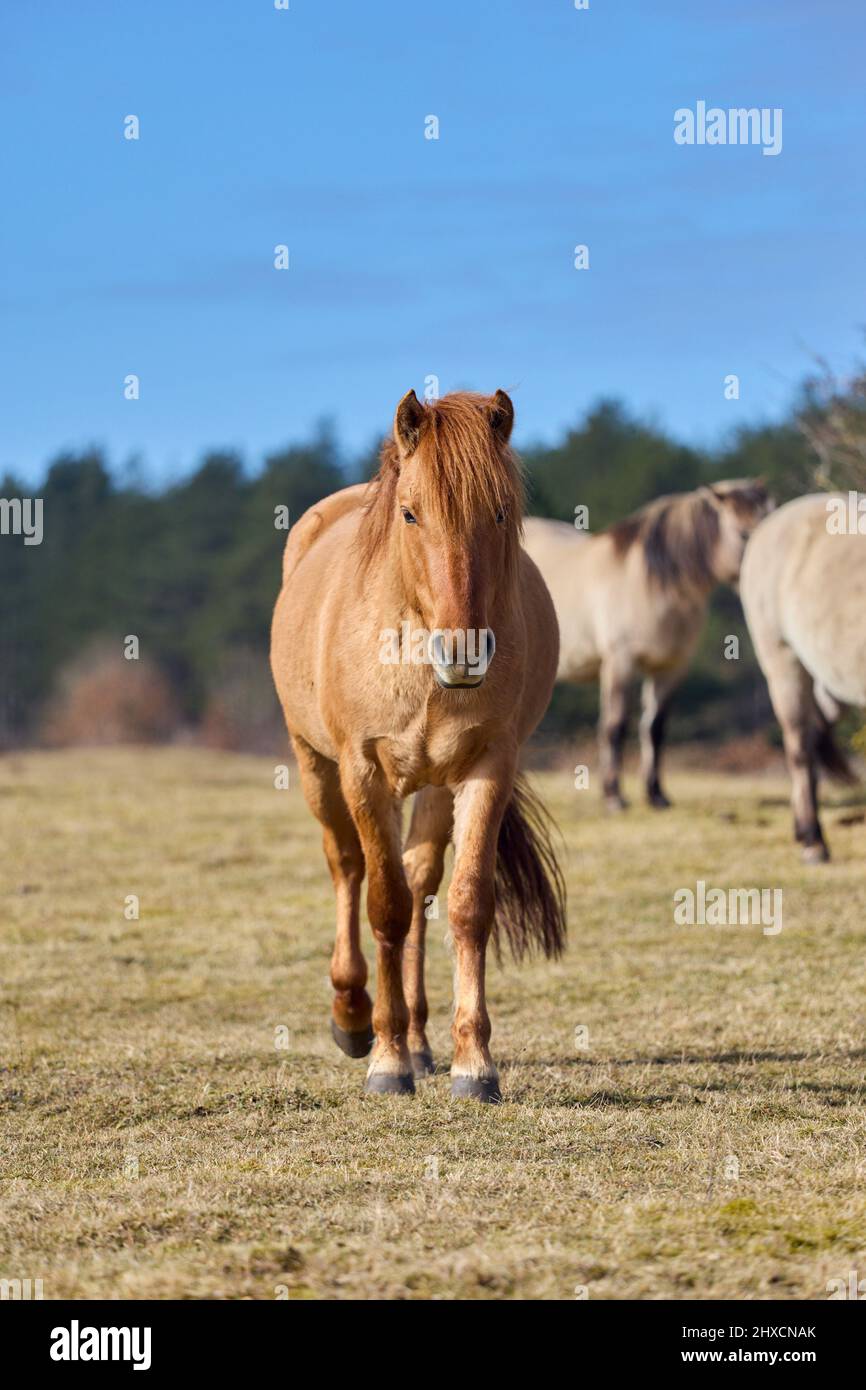 Europe, Allemagne, Basse-Saxe, Cuxhaven. Le jeune étalon curieux d'un groupe de chevaux Konik semi-sauvages (Equus cabalus) dans la lande côtière. Banque D'Images