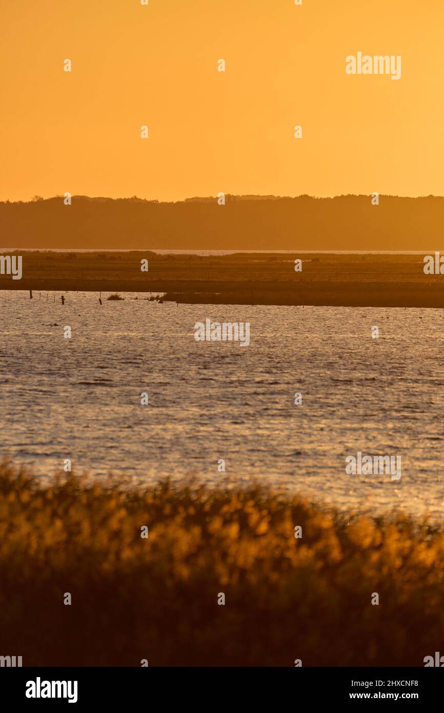 Europe, Danemark, Møn. Heure d'or sur Nyord. Banque D'Images
