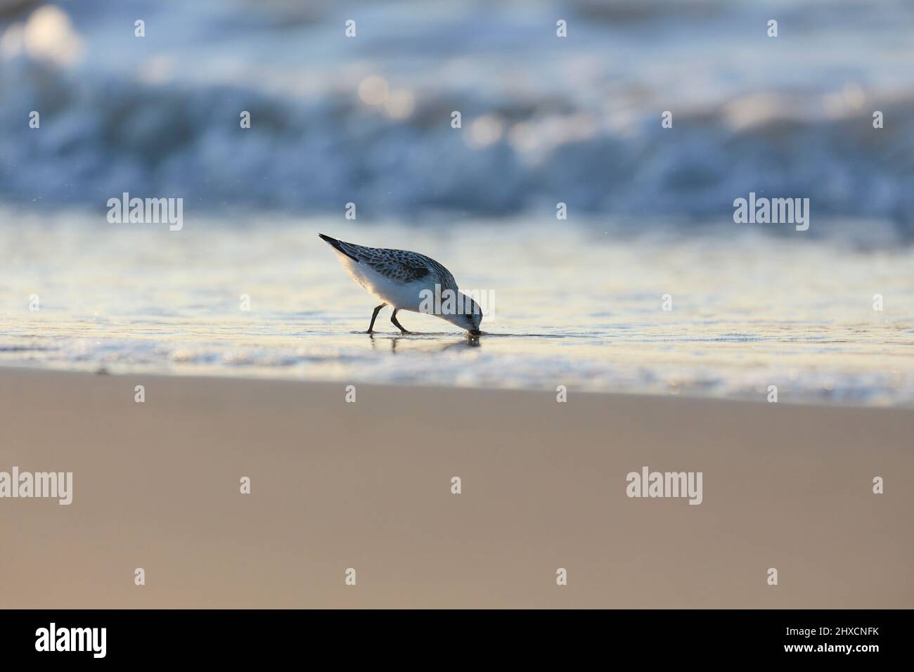 Europe, Danemark, Jutland du Nord. Pluvier siffleur (Pluvialis squatarola) lors de la recherche estivale sur la plage de la mer du Nord. Banque D'Images