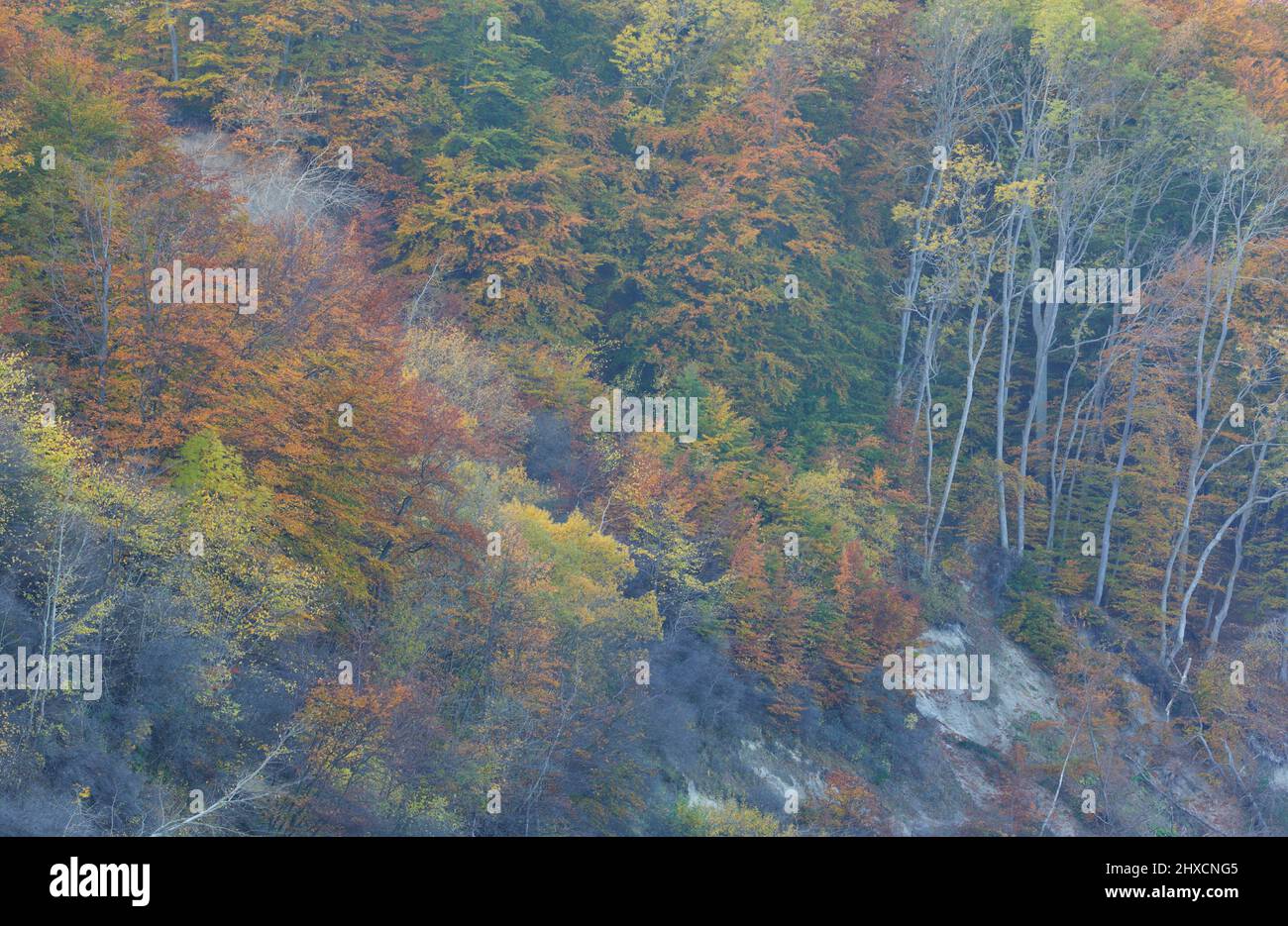 Europe, Danemark, Møn. Côte de craie et forêt de hêtres d'automne. Banque D'Images