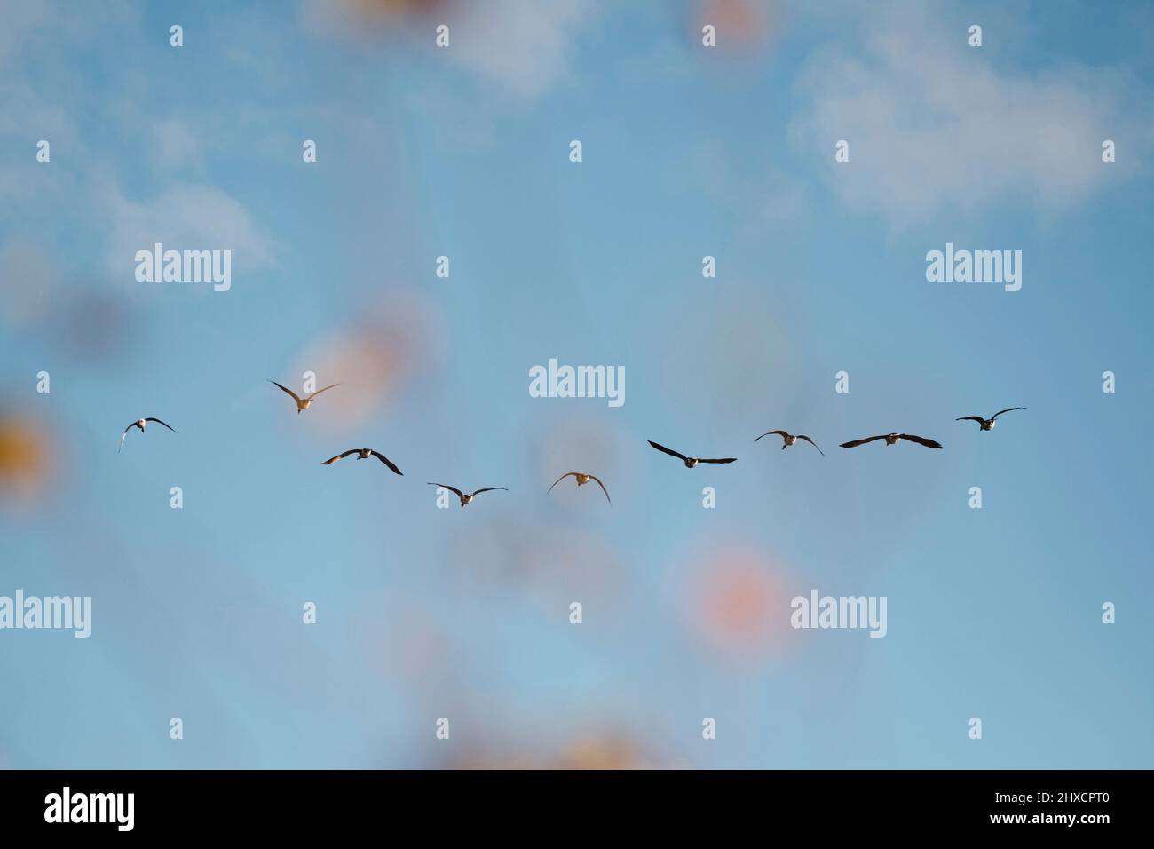 Oies volant en formation dans le ciel bleu avec des feuilles au premier plan flou Banque D'Images