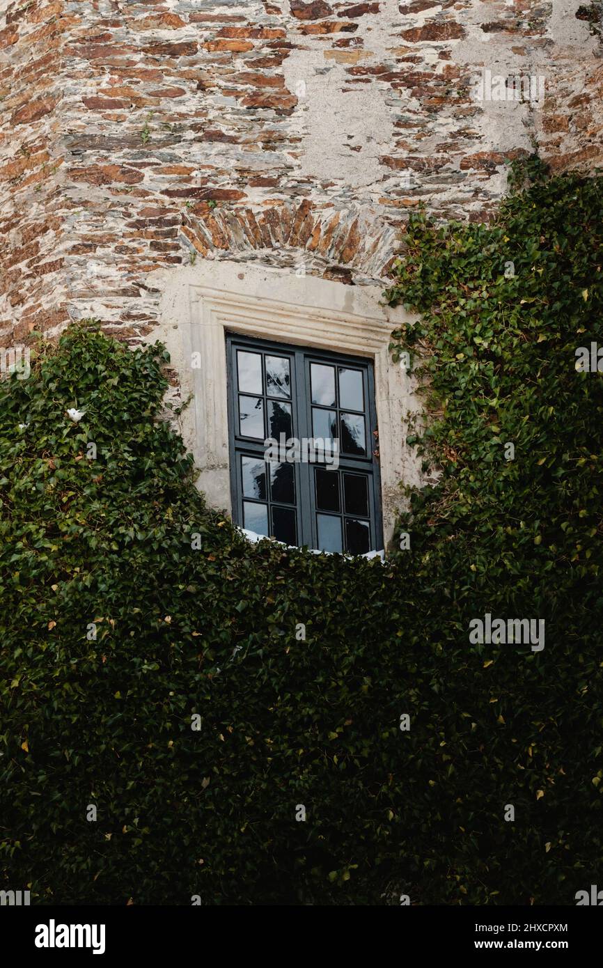 paroi couverte ivy avec fenêtre Banque D'Images