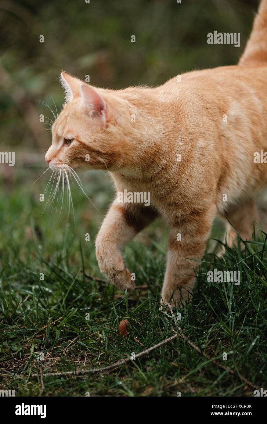 chat rouge marchant Banque D'Images