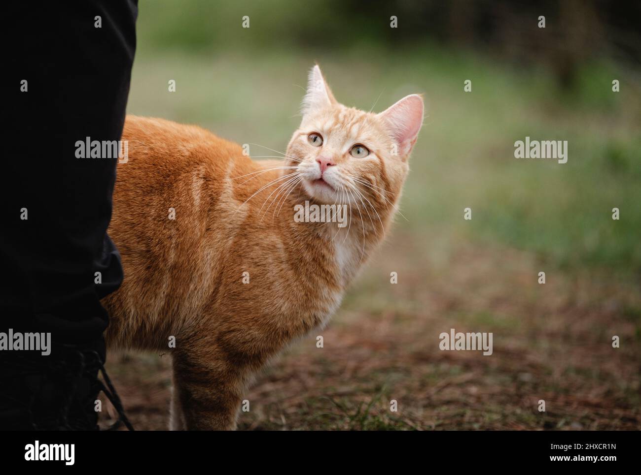 chat rouge curieux vers le haut Banque D'Images