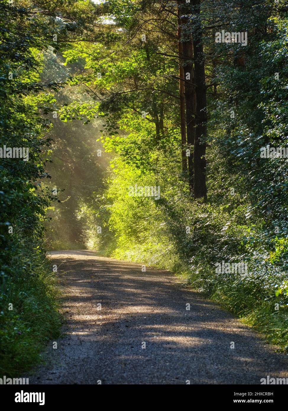 Forêt mixte, conifères, arbre à feuilles caduques, buisson, santé, gommage, conservation de la nature, plaine inondable, forêt, Réserve naturelle, forêt urbaine, Lechheiden, paysage culturel, paysage culturel historique, paysage fluvial historique, paysage fluvial, champ de tir Banque D'Images