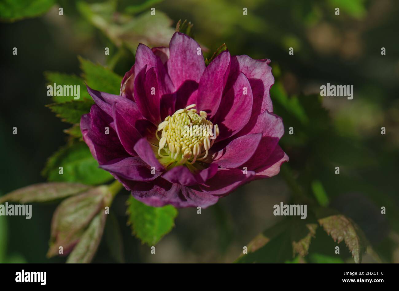 Helleborus orientalis Delila. Le Delila hellborus brun noir bordeaux fleurit dans le jardin de printemps. Banque D'Images