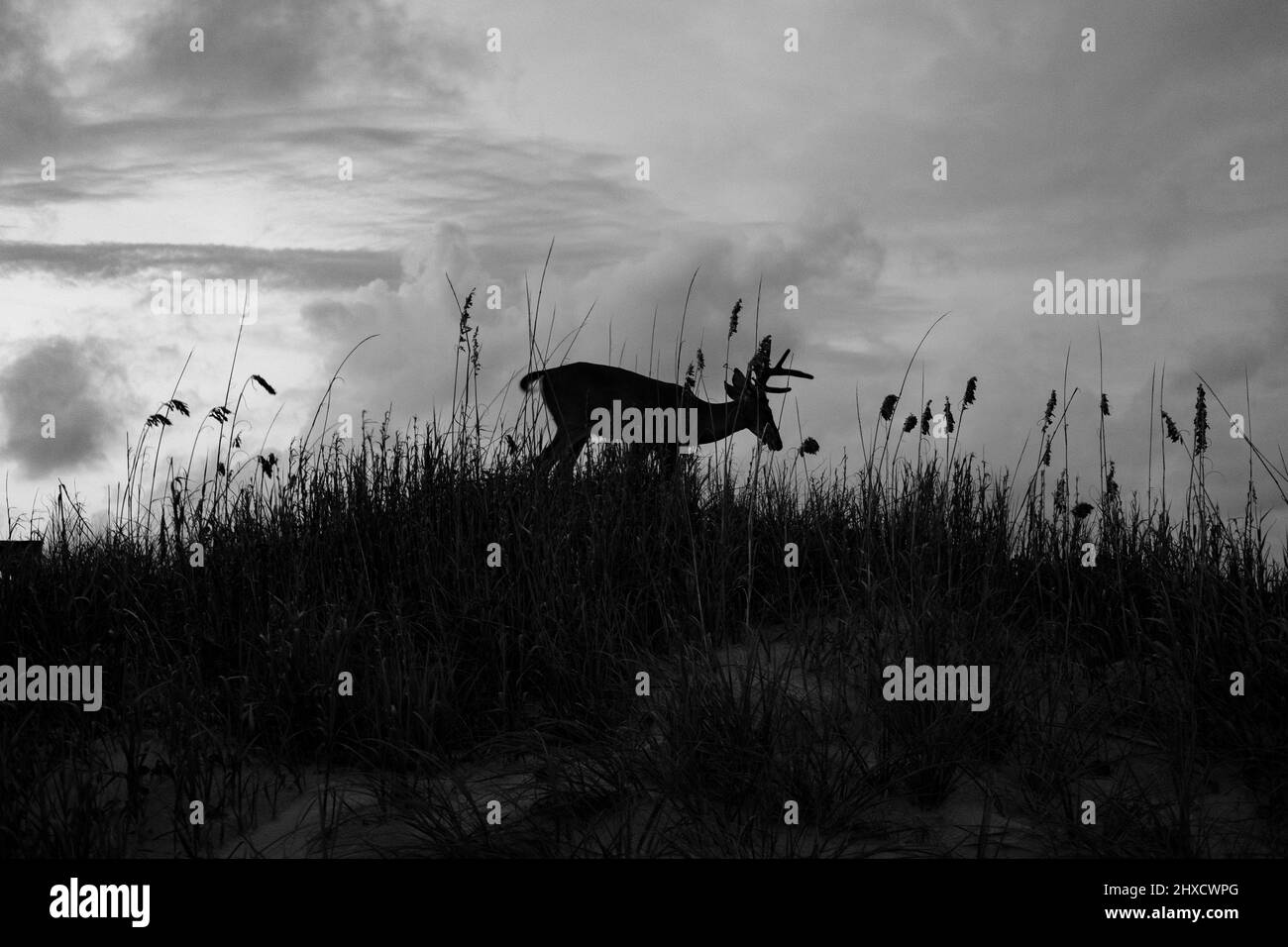 Deer à Dusk sur Beach Dunes Banque D'Images