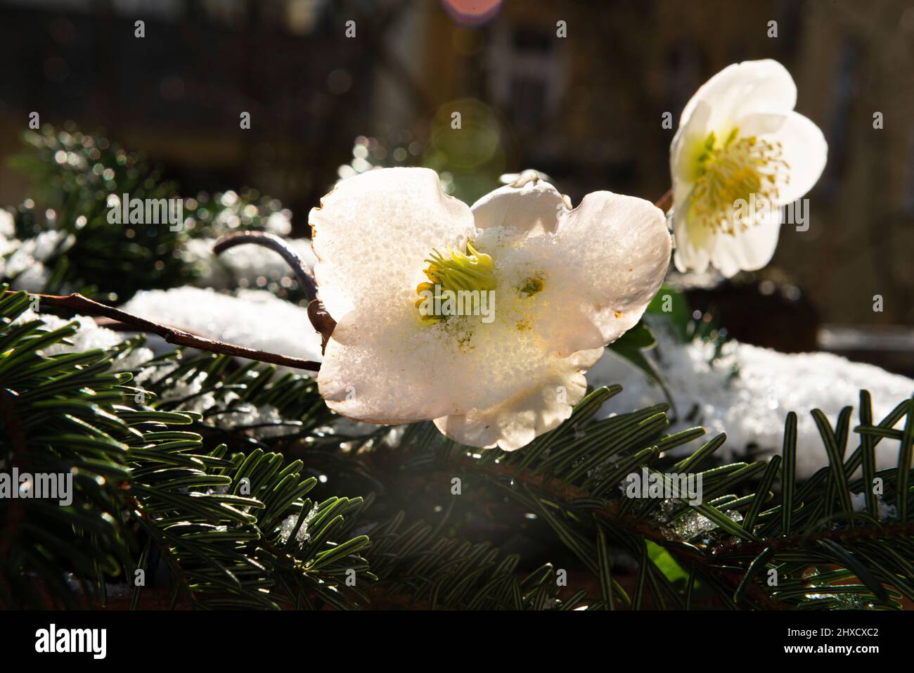 Rose Des Neiges Plante