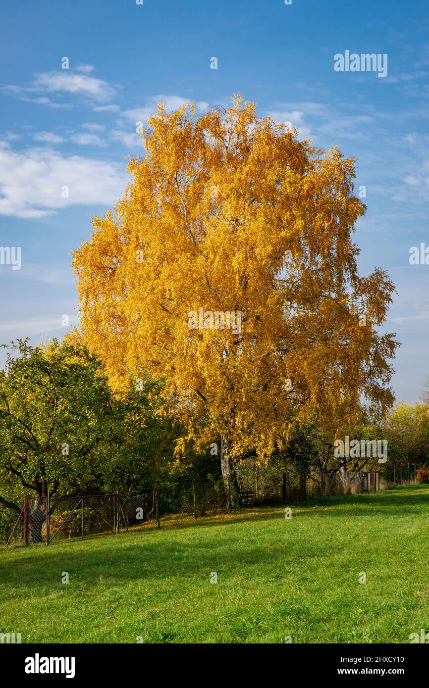 Bouleau avec feuilles d'automne près de la fontaine de cerf, Banque D'Images