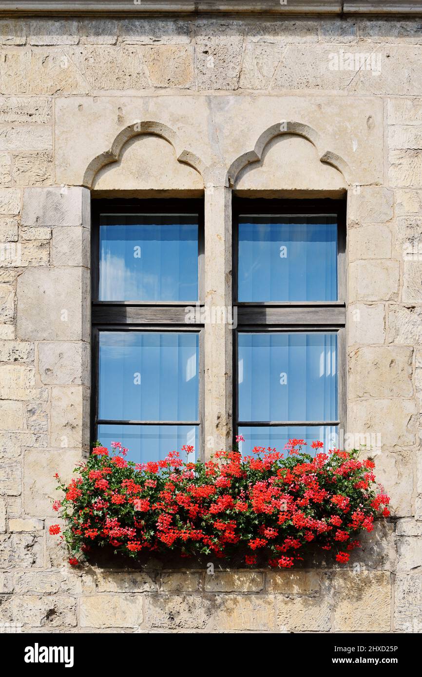 Fenêtre avec pelargoniums en fleurs (Pelargonium), Magdeburg, Saxe-Anhalt, Allemagne Banque D'Images