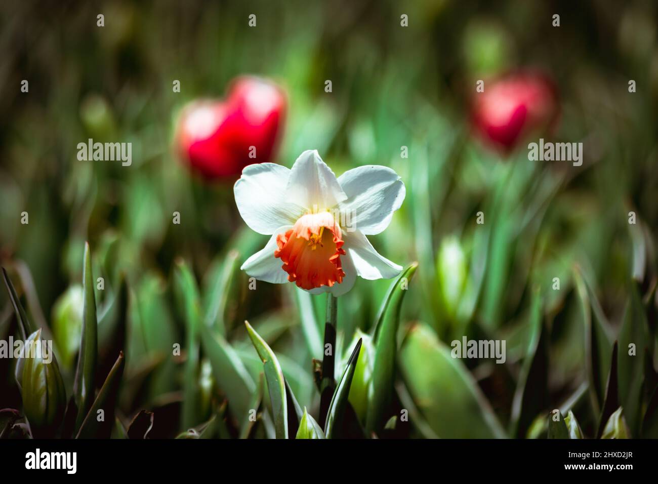 Daffodil. Vue rapprochée d'une jonquille dans le parc. Photo d'arrière-plan des fleurs du printemps. Mise au point sélective sur le centre. Banque D'Images