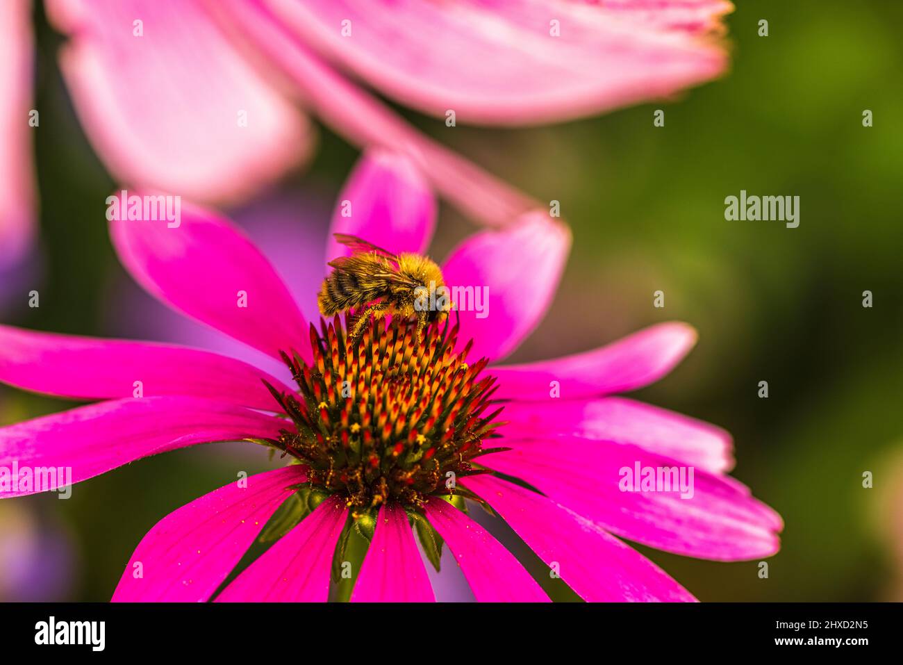 Fleur de conée pourpre dans le jardin, Echinacea purpurea, gros plan, insecte Banque D'Images