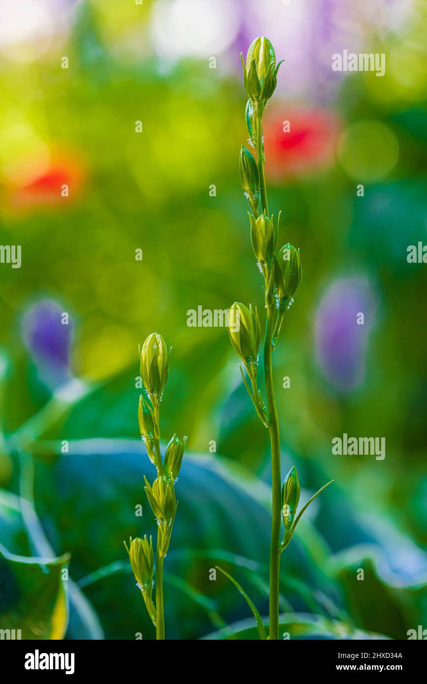 Triteleia laxa 'Queen Fabiola', formation de boutons de fleurs. Banque D'Images