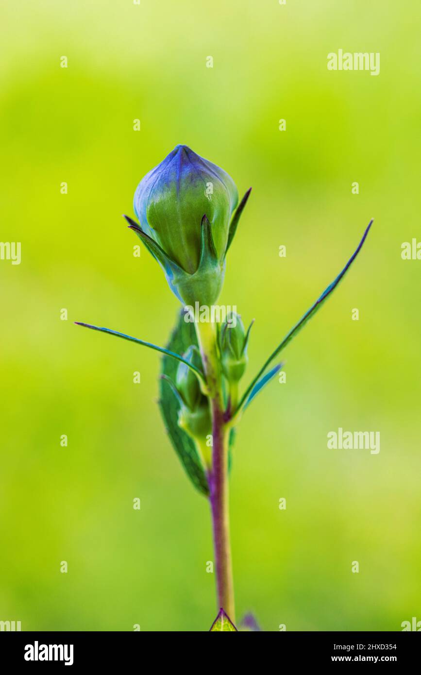 bellflower à feuilles de pêche, Campanula persicifolia, bourgeon, fleur Banque D'Images