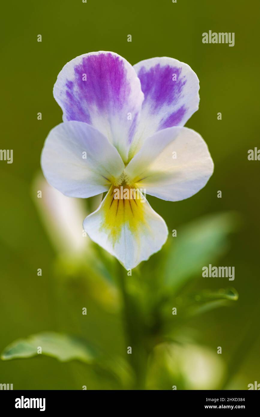 Pansy, fleur, gros plan Banque D'Images