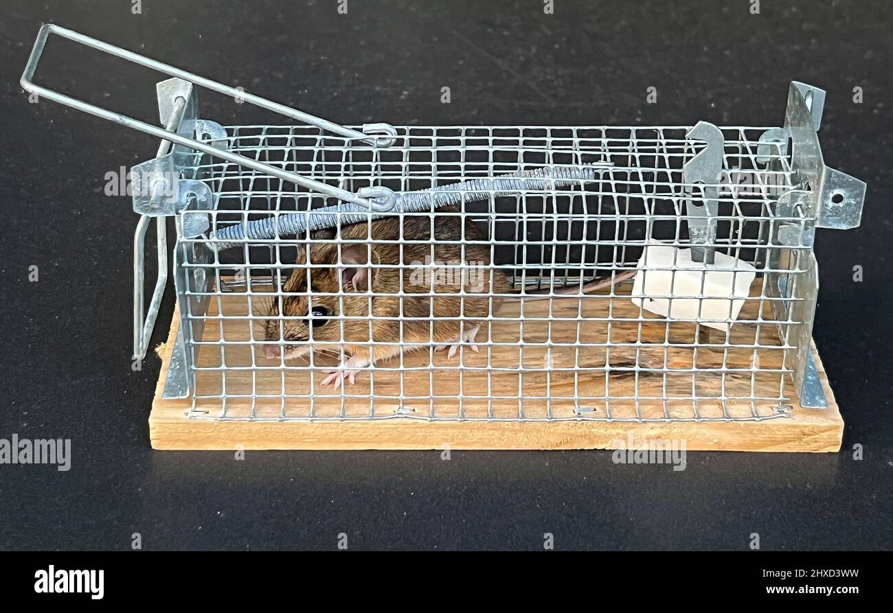 Allemagne - souris attrapée de bacon à mousetrap. Banque D'Images