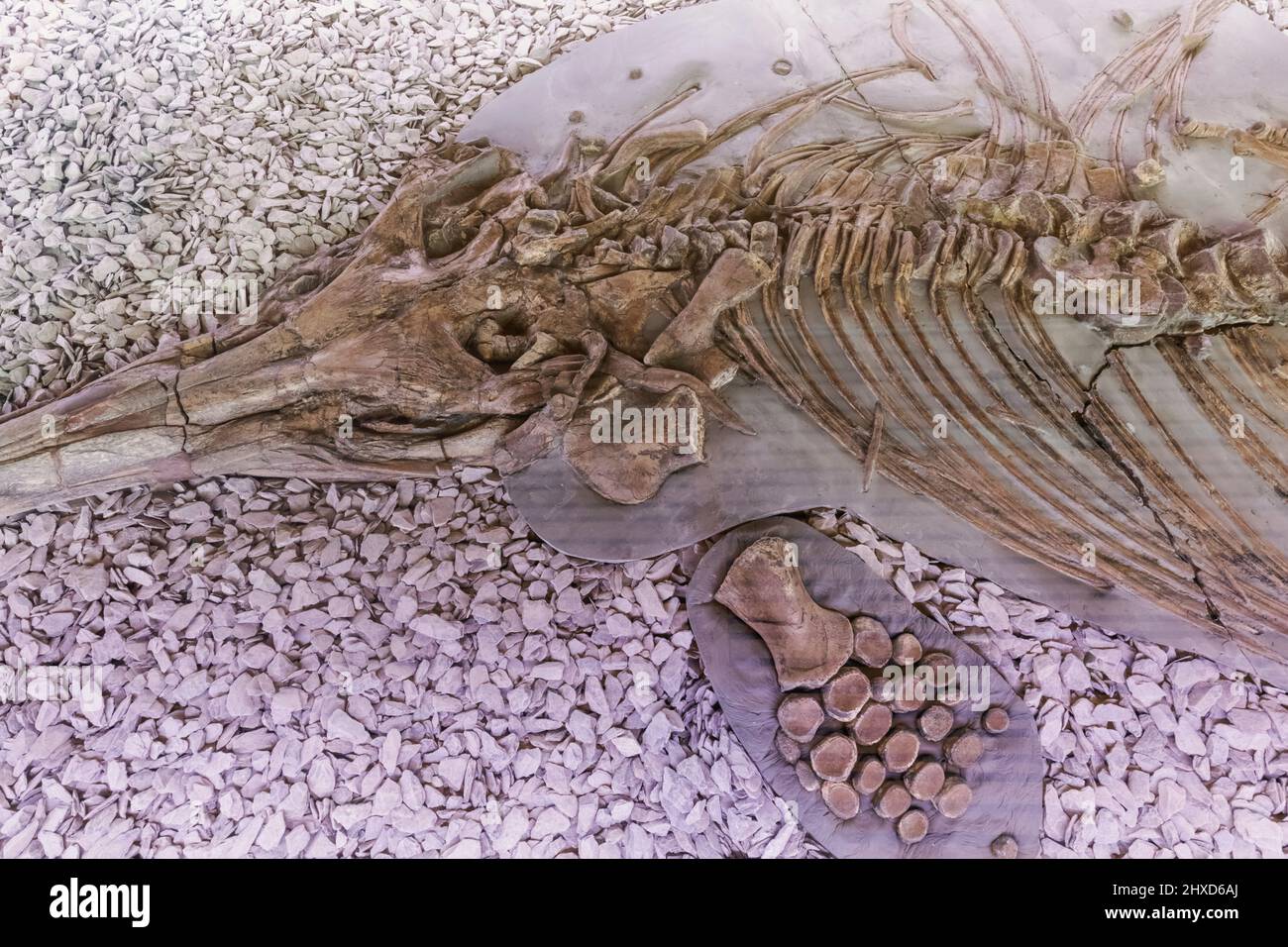 Angleterre, Dorset, Kimmeridge, The Etches Collection Museum of Jurassic Marine Life, exposition d'un squelette fossilisé d'ichtyosaure Banque D'Images