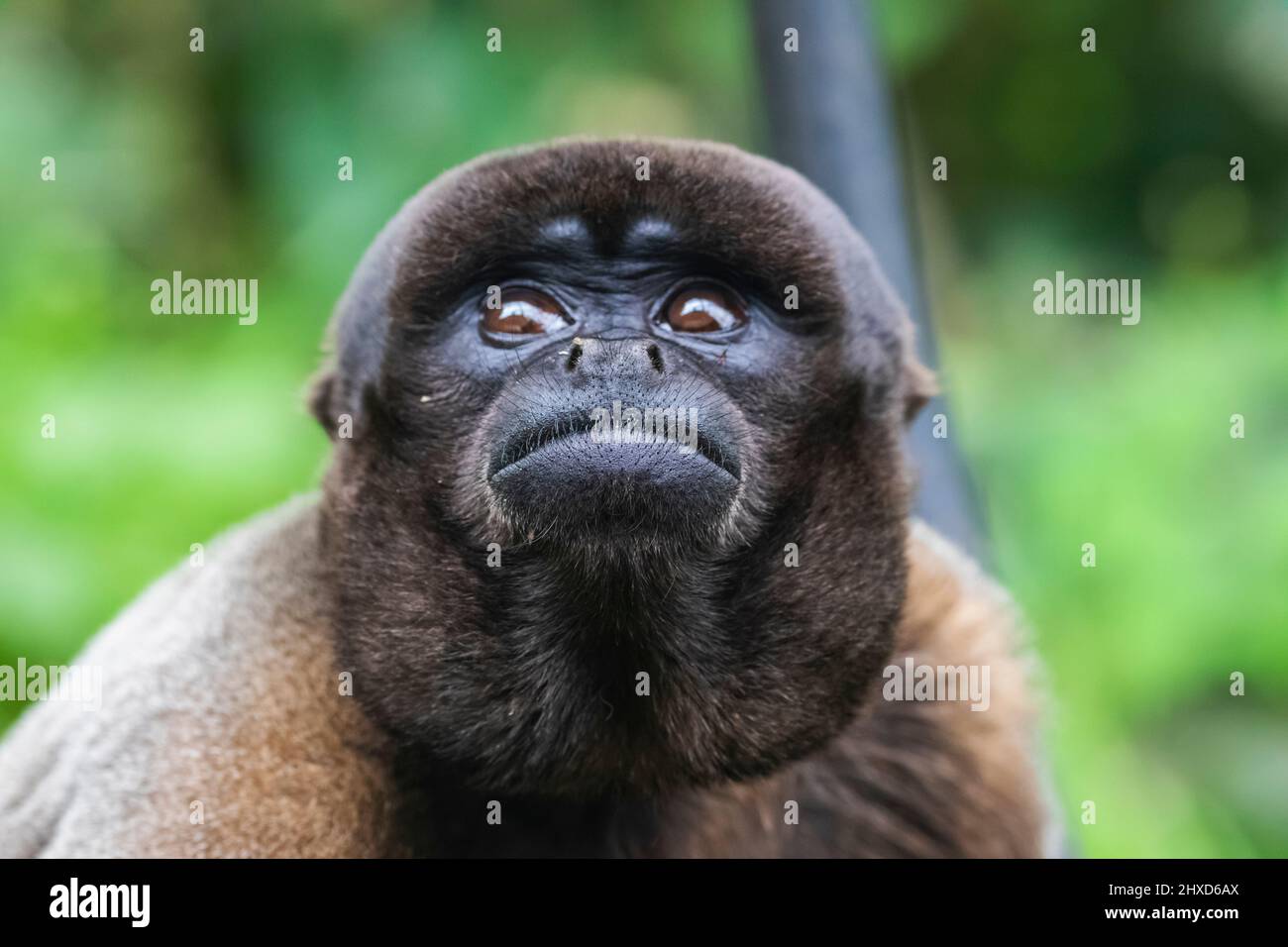 Angleterre, Dorset, Monkey World attraction, Woolly Monkey Banque D'Images
