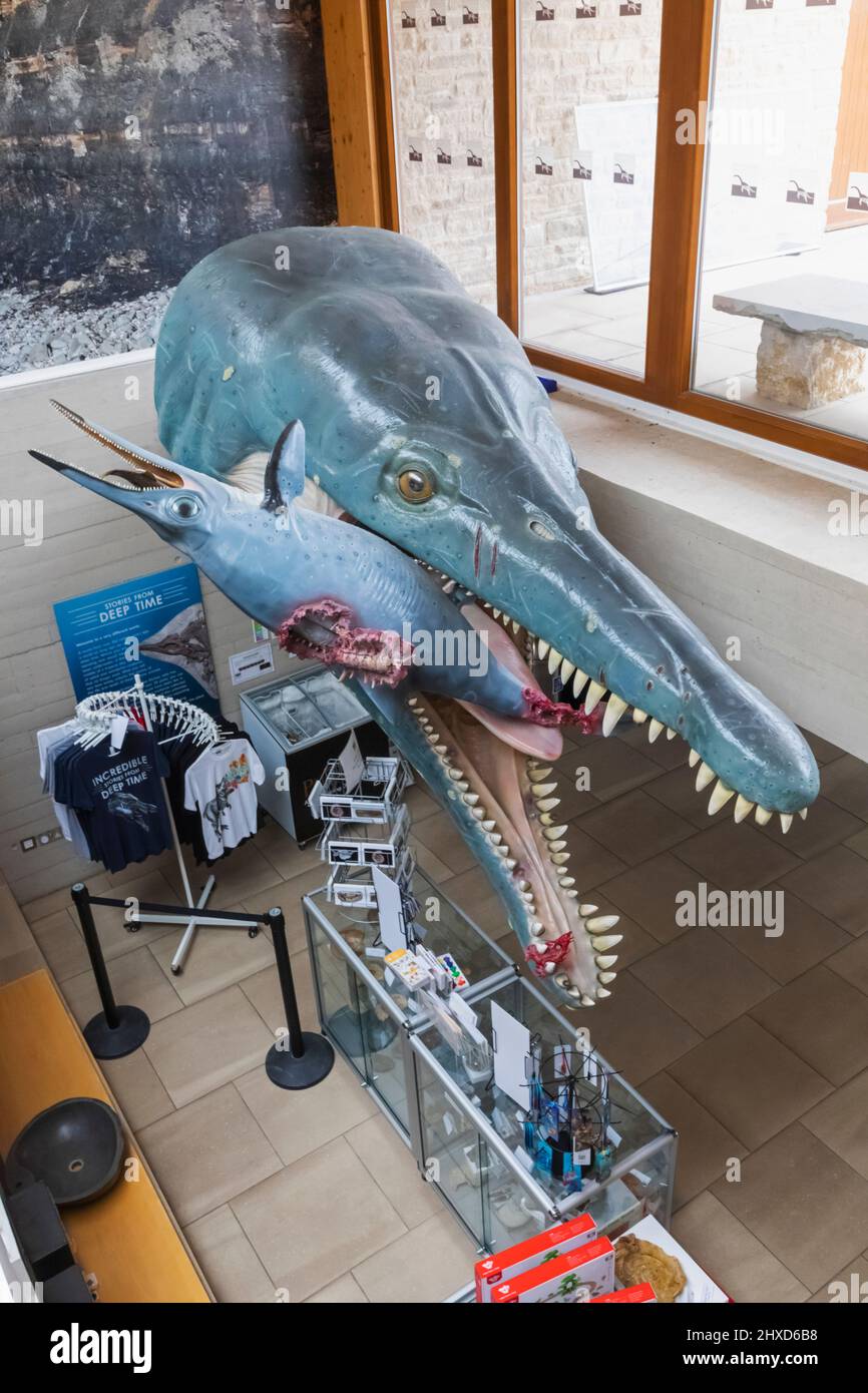 Angleterre, Dorset, Kimmeridge, vue intérieure de la collection Etches Musée de la vie marine jurassique Banque D'Images