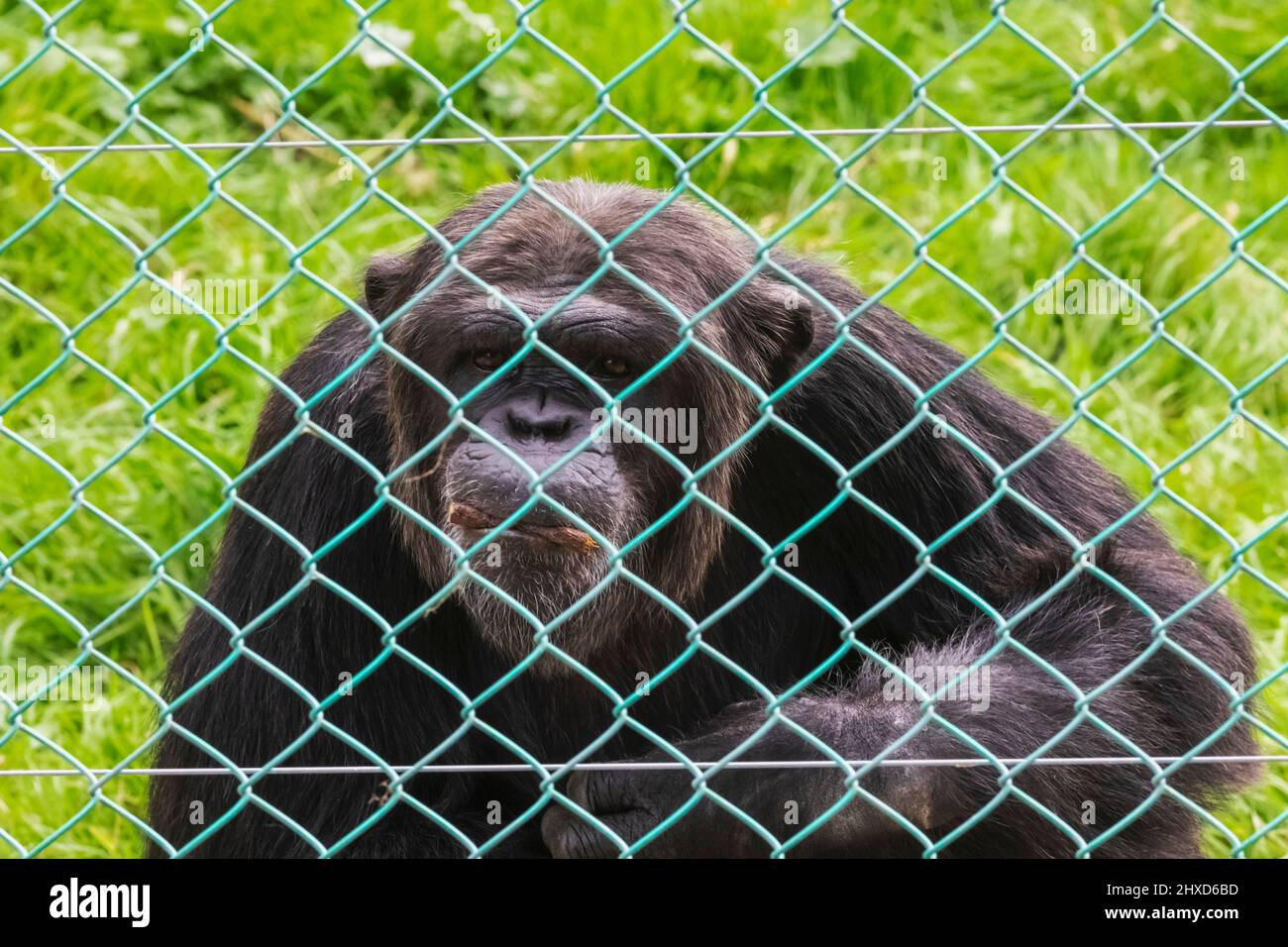 Angleterre, Dorset, Monkey World attraction, Chimpanzee derrière la clôture Banque D'Images