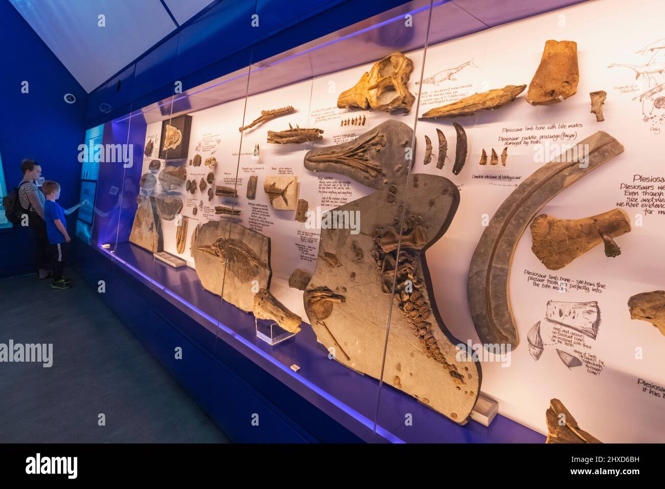 Angleterre, Dorset, Kimmeridge, vue intérieure de la collection Etches Musée de la vie marine jurassique Banque D'Images