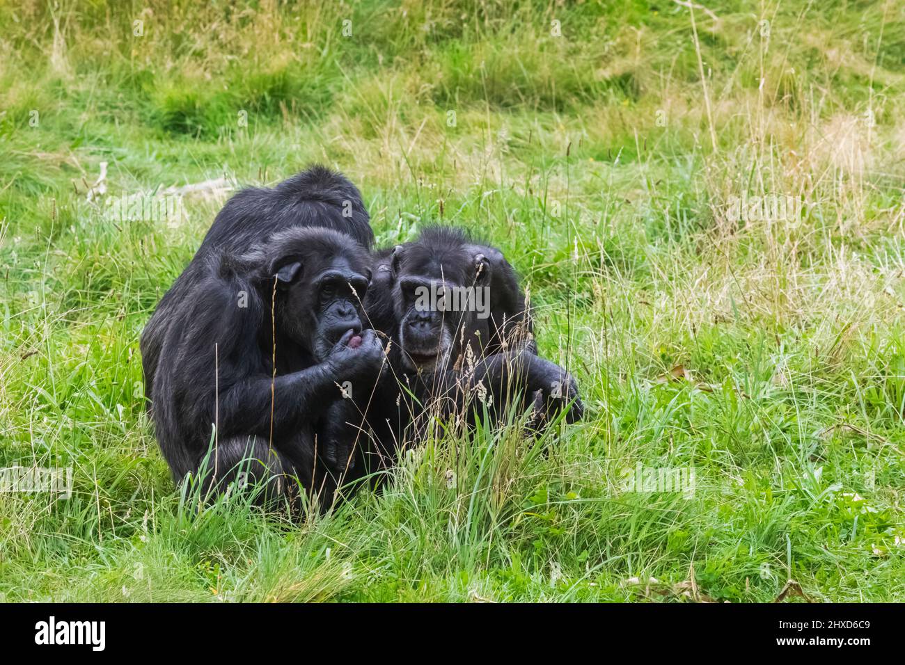 Angleterre, Dorset, Monkey World attraction, chimpanzés in Field Banque D'Images