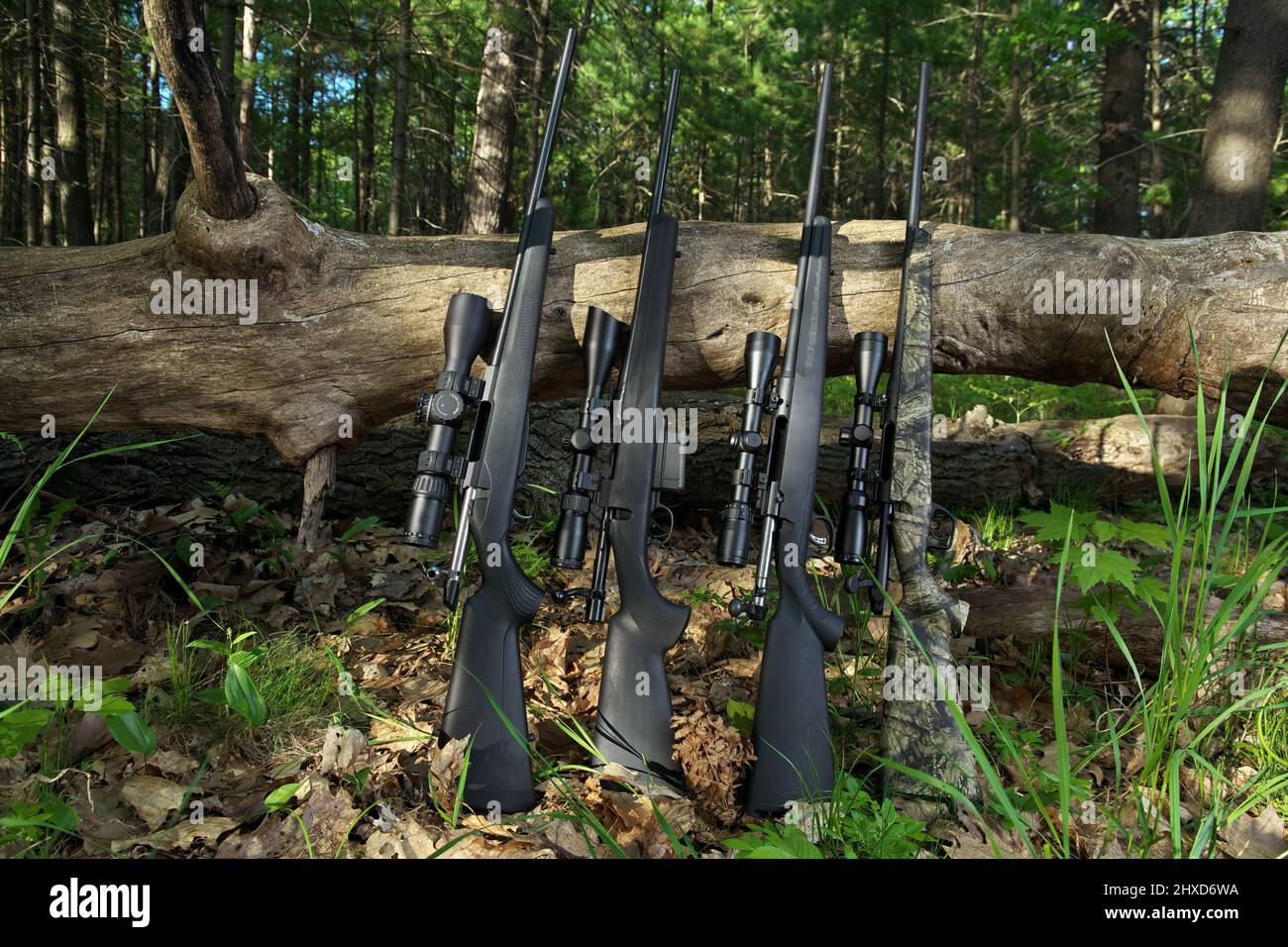 Quatre fusils de chasse avec optique de portée penchée contre un arbre tombé Banque D'Images