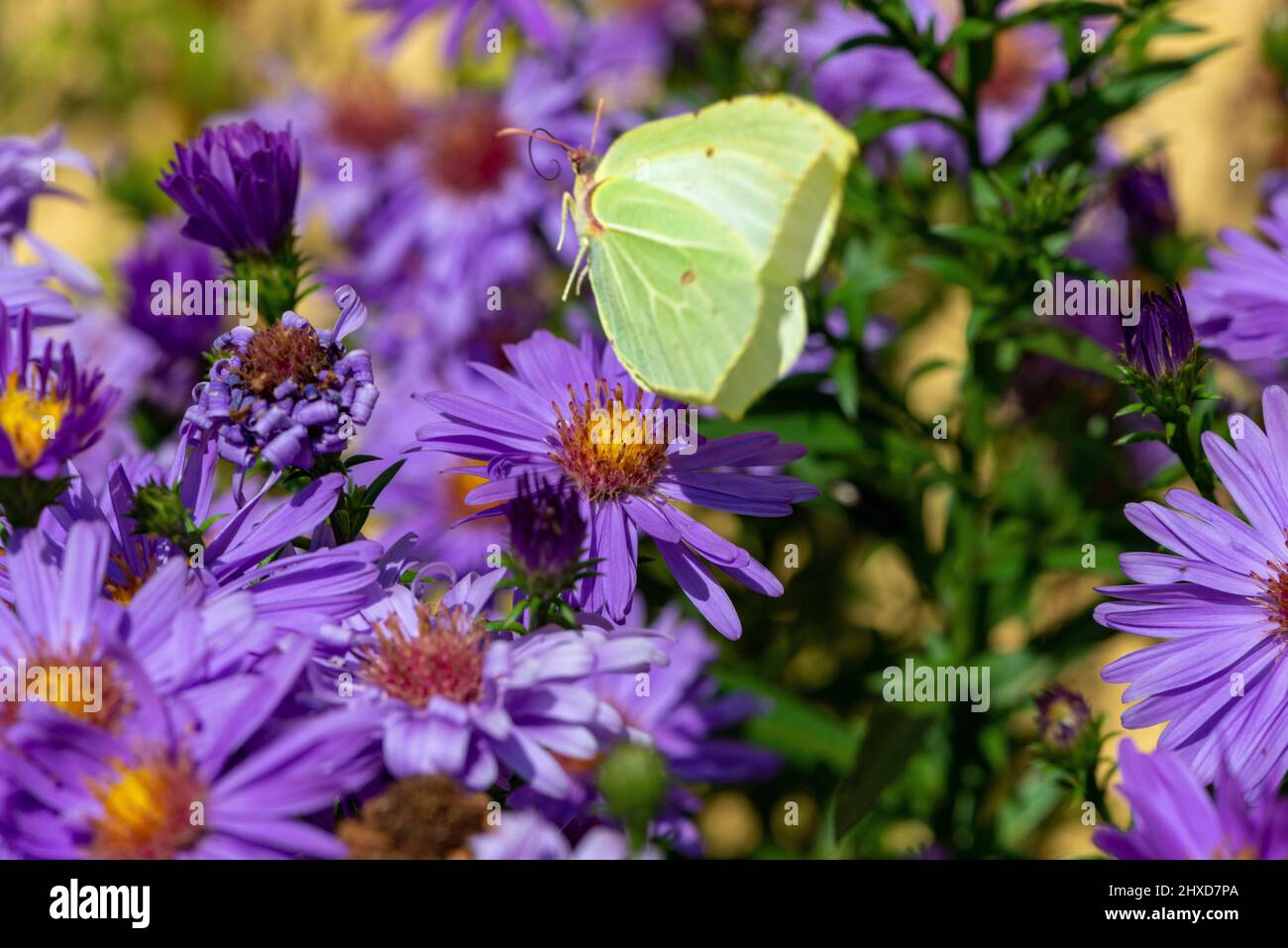 Papillon jaune sur des fleurs violettes d'asters, Unnaryd, Suède Banque D'Images