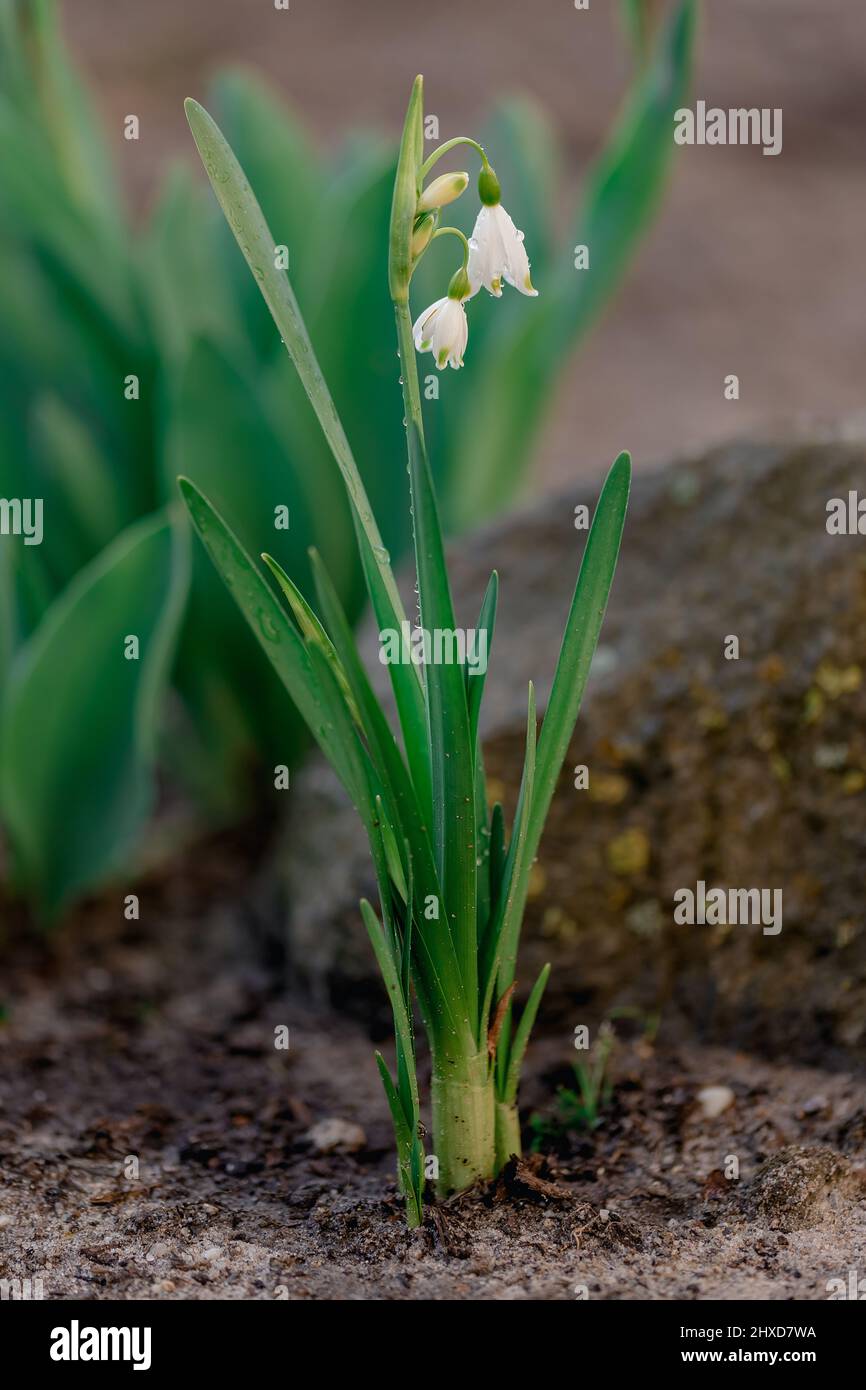 fleur de perce-neige Banque D'Images