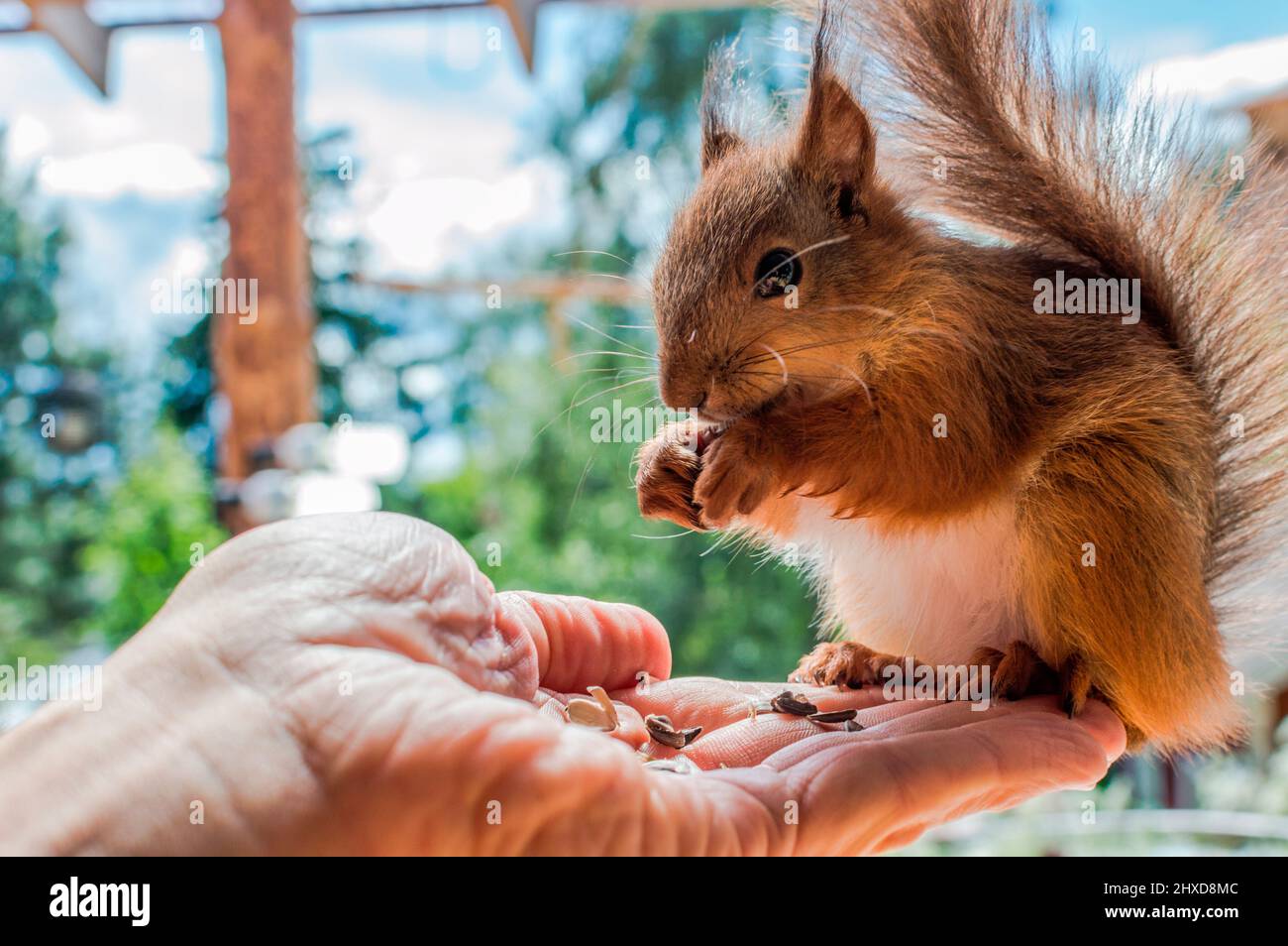 écureuil assis sur une main humaine Banque D'Images