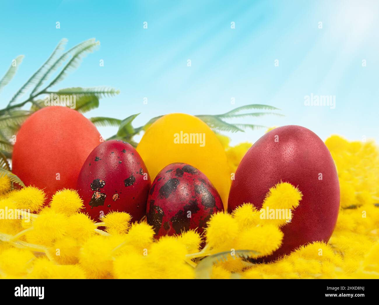 Œufs rouges et orange de couleur avec mimosa jaune. Concept joyeuses Pâques. Copier l'espace Banque D'Images