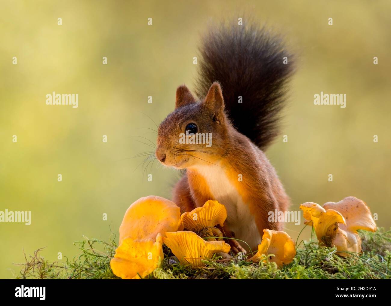 Comité permanent de l'écureuil dans un champ de champignons couleur or Banque D'Images