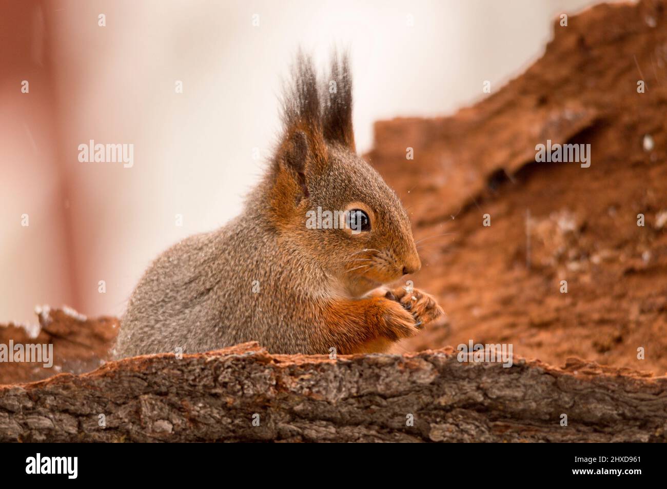 gros plan de l'écureuil qui est debout dans un tronc d'arbre pendant qu'il neige un peu Banque D'Images