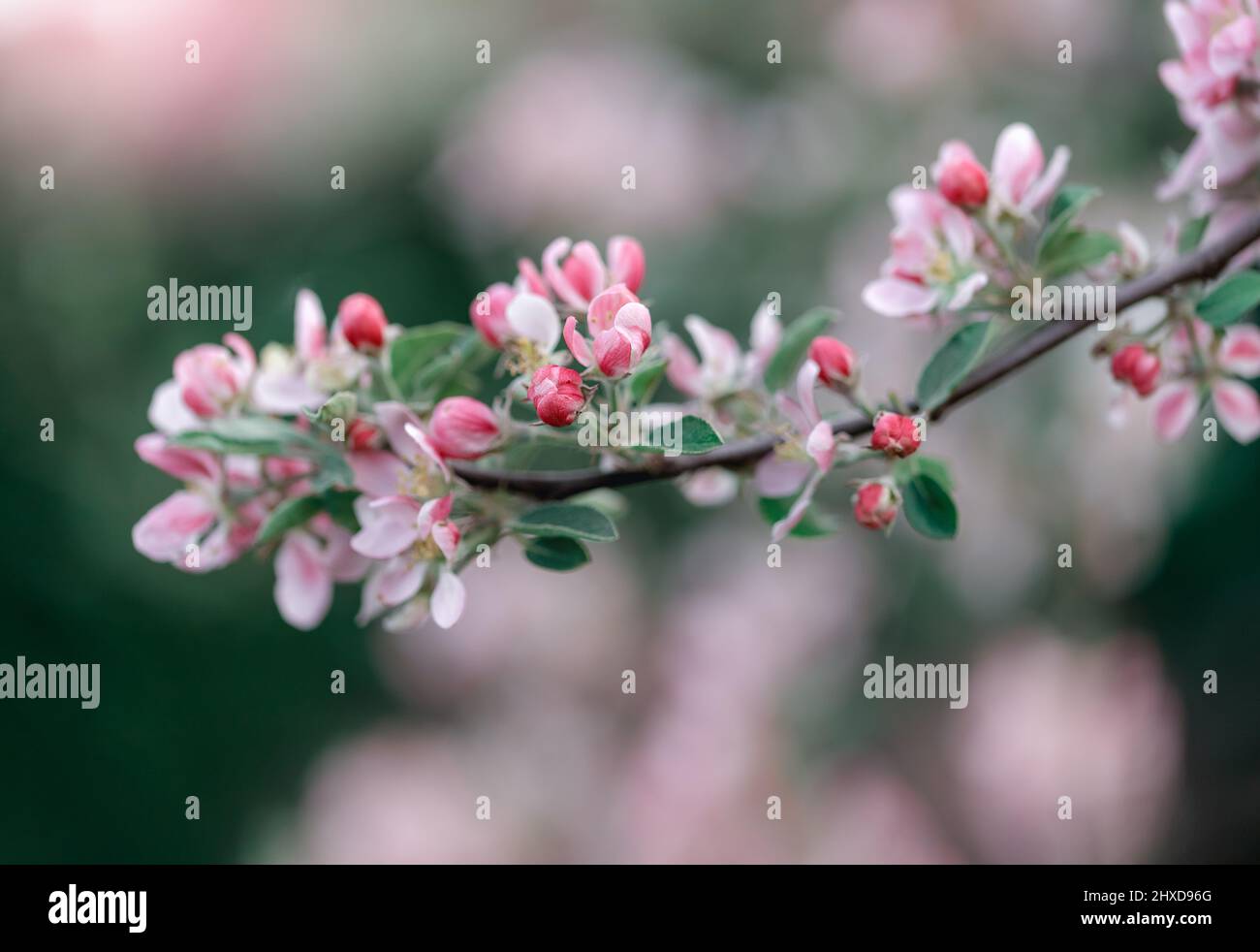 Gros plan de la branche en fleur au printemps, pommier en fleur Banque D'Images