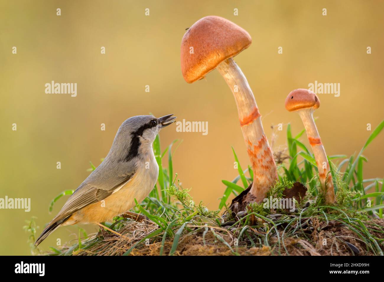 nuthatch debout dans l'herbe avec les champignons Banque D'Images