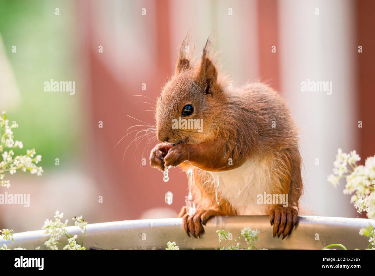 écureuil debout sur le bord d'une baignoire avec de l'eau qui coule des jambes avant Banque D'Images