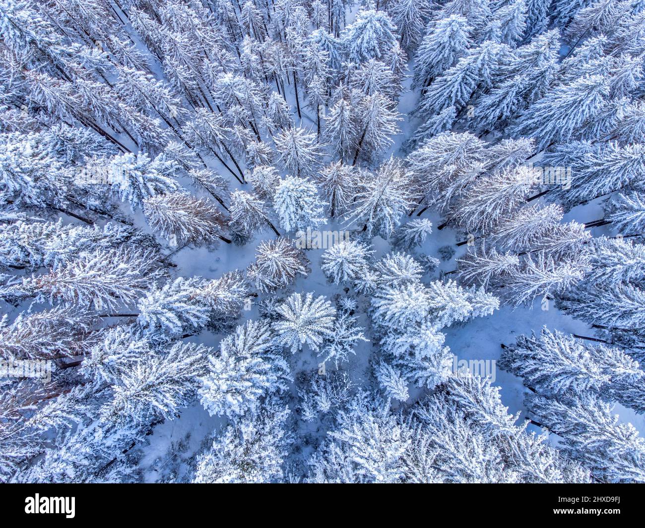 Europe, Italie, Vénétie, province de Belluno, Dolomites, vue en hauteur sur une forêt de conifères après une chute de neige Banque D'Images