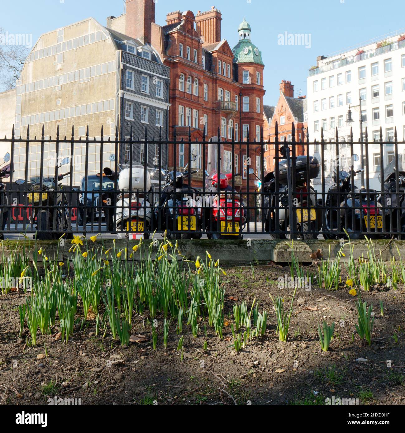 Londres, Grand Londres, Angleterre, mars 08 2022 : jonquilles à Berkeley Square avec motos et scooters derrière les rampes. Ressort sur le chemin. Banque D'Images