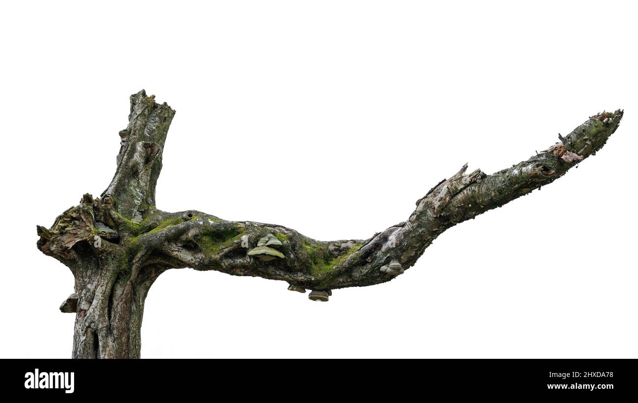 Bois mort, arbre mort surcultivé avec de la mousse et des champignons, à Büsenbachtal près de Handeloh, parc naturel de Lüneburger Heide, Allemagne, Basse-Saxe Banque D'Images