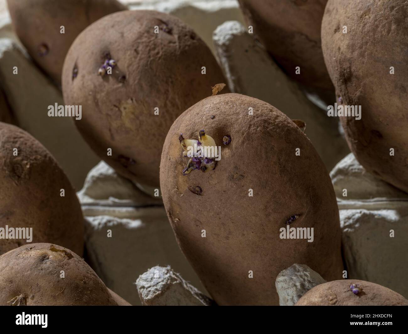 En chitant les pommes de terre de semence de Kestrel en boîtes d'œufs. Banque D'Images