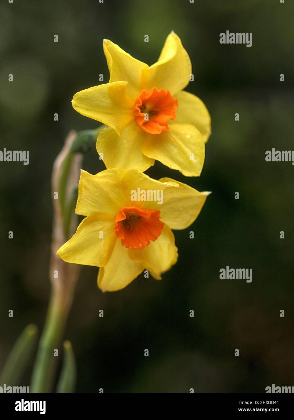 Gros plan de fleurs de Narcisse 'Martinette' dans un jardin au printemps  Photo Stock - Alamy