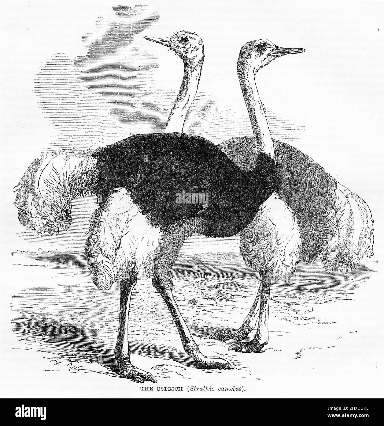 Gravure de deux autruches communes (Struthio camelus), vers 1880 Banque D'Images