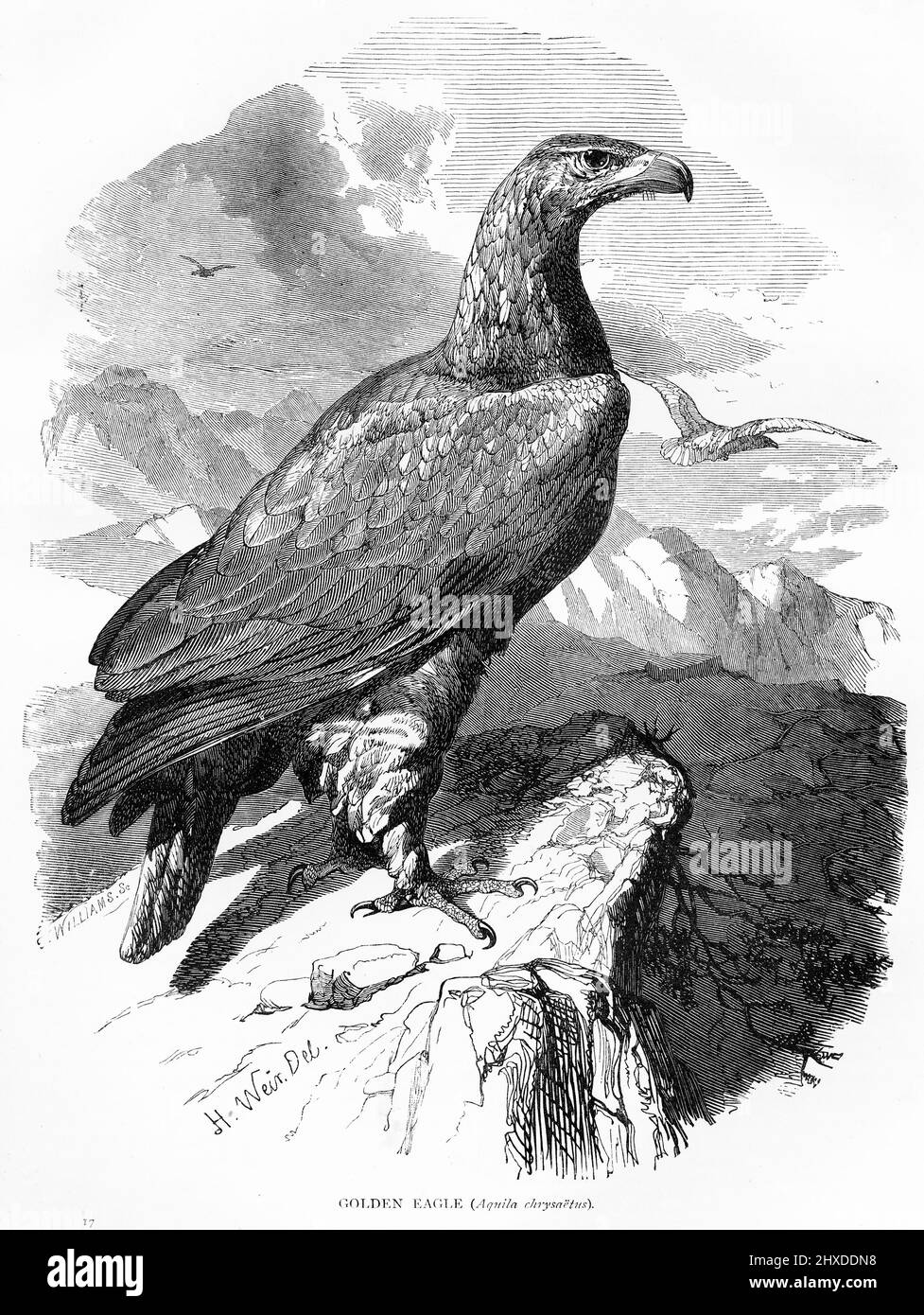 Gravure d'un aigle doré, Aguila chrysaetos, oiseau de proie de l'hémisphère Nord Banque D'Images